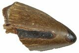 Serrated Tyrannosaur Tooth Tip - Judith River Formation #276482-1
